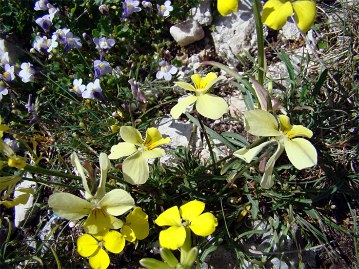 Viole dell''Appennino centrale - Viola eugeniae